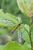 Tipula vernalis